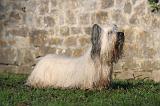 SKYE TERRIER 036